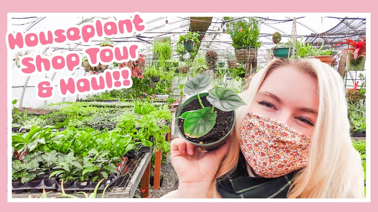 CRAZY House Plant Shop Tour + Haul! Go Plant Shopping With Me at The Potted Elephant!