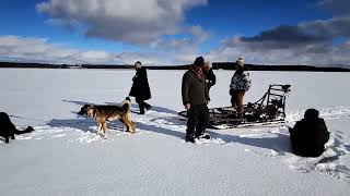 Husky safari in Swedish Lapland 14MAR24 by Bothnia SledDog Adventures
