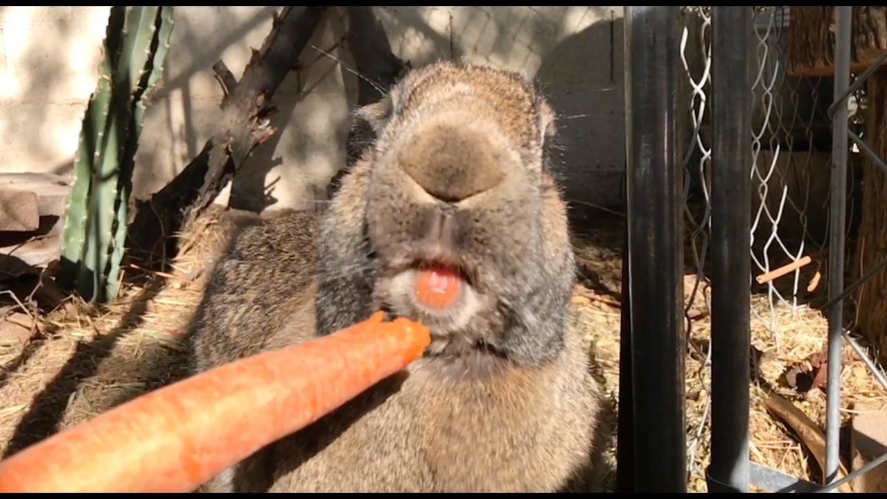 flemish giant rabbits for sale in texas Chubby Bunny Loves His Carrot