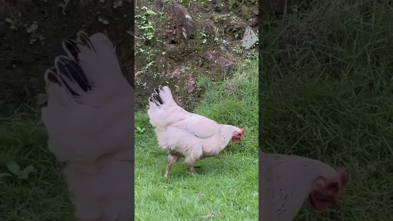 Chicken Eating Grass 