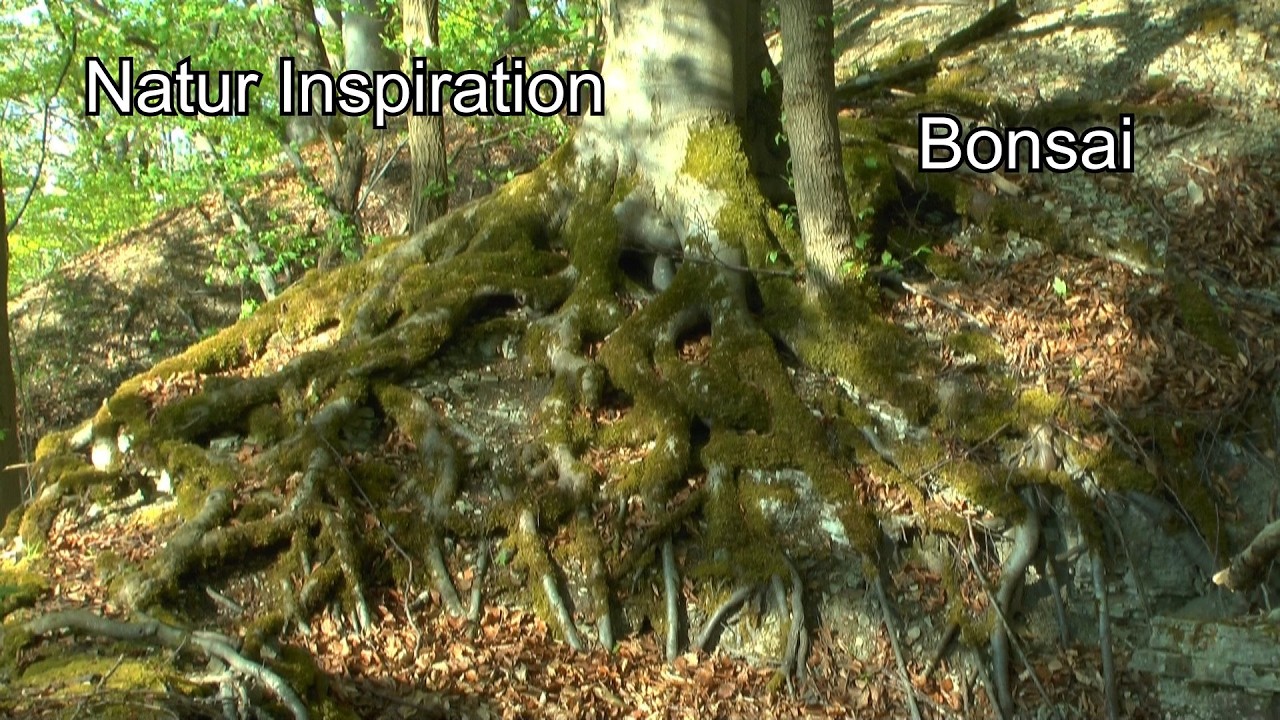 Inspiration Natur Bonsai Felsen Steinbruch Wanderung Natur entdecken mit  Detlef