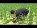 田の草取り方法について一連の動作の流れを説明します！！
