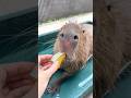 雪化粧カボチャ🎃いつもより硬いようで美味しそうに食べています😋 #shorts #capybara #capibara #カピバラ #tokyo #animals