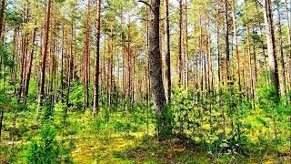 видео: ЛЕЧЕБНЫЙ ЭФФЕКТ ПЕНИЯ ПТИЦ В ЛЕСУ ПОМОЖЕТ СЕРДЦУ И НЕРВНОЙ СИСТЕМЕ картинка: ЛЕЧЕБНЫЙ ЭФФЕКТ ПЕНИЯ ПТИЦ В ЛЕСУ ПОМОЖЕТ СЕРДЦУ И НЕРВНОЙ СИСТЕМЕ