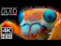 4K ULTRA HD Wild Animals - Dolby Vision HDR Test Your TV