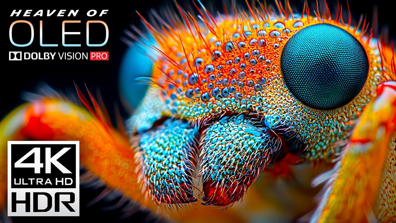 4K ULTRA HD Wild Animals - Dolby Vision HDR Test Your TV