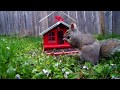 12 Hour Birdhouse Video For Cats - Blue Jays, Squirrels, Various Birds