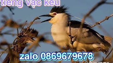 tiếng vạc kêu toác đánh tháng 8 năm 2021