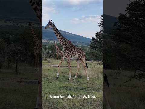 Amazing Animals You Won T Believe Exist