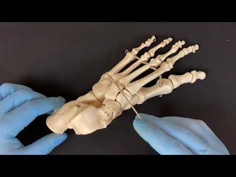 Стопа - Pes (анатомия человека)
