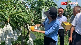 LV等級夏雪芒果產量豐台東縣府提行銷策略
