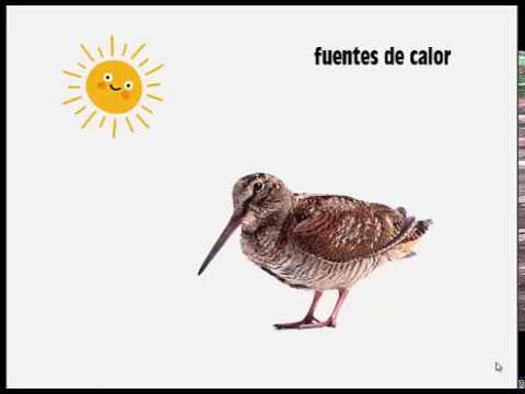 Video: ¿La temperatura afecta a la ectotermia?