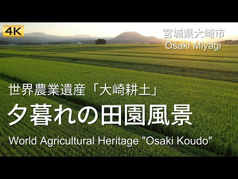 [4K] 世界農業遺産「大崎耕土」夕暮れの田園風景空撮/Aerial view of the countryside at dusk,WorldAgricultural Heritage,Miyagi
