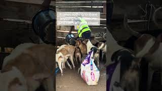 Show and care EuropeHelp#HelpFromEurope#EurpeanCommunity#GlobalSupport#KindPeople#HumanKindness