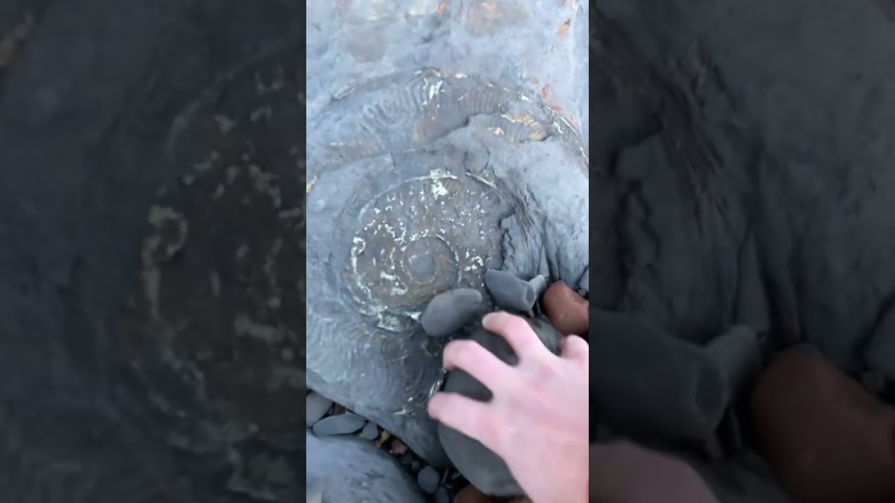 A Monster Shale Preserved Ammonite