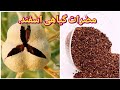 مضرات اسفند افراد که این چند علائم را دارد خطرناک است 