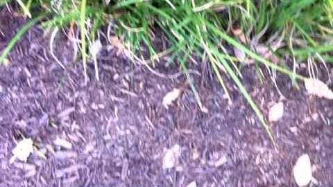 Optic flow movie assignment example 2