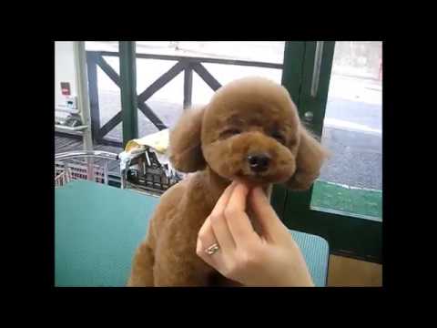 トイプードルのテディベアカットの仕方 犬のトリミング講座 日本ペットスクール川崎校 岡本優穂先生 Youtube