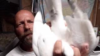 Breeding White Pigeons