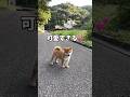 お庭たのしぃー‼️柴犬の子犬が可愛い💕　　#子犬　#柴犬 #犬　#かわいい #犬のいる暮らし