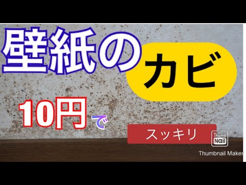 壁紙に繁殖したカビ 簡単に落とす方法 Youtube