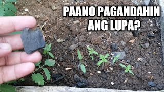 7 Paraan Paano Patabain at gawing Mas Epektibo ang Lupa