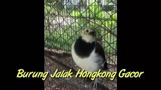 Jalak Hongkong Gacor Dor Jinak Full Isian