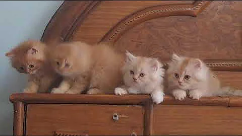 Watch the video about Classic long hair Persian kittens available for sale more details contact 8801337500 #asadcattery