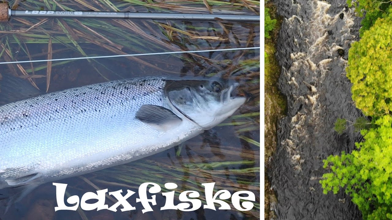 Grilse & Laxfiske i Västkustens Pärla