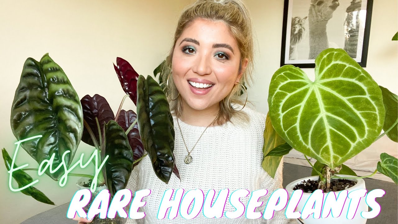 LOW MAINTENANCE RARE PLANTS EASY RARE HOUSEPLANTS YouTube