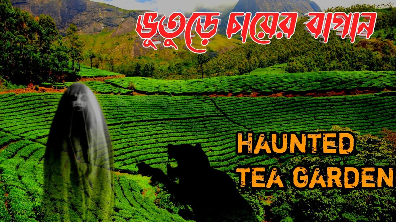 ভূতুড়ে চায়ের বাগান  | Haunted Tea Gardens | bengali audio horror story | horror stories
