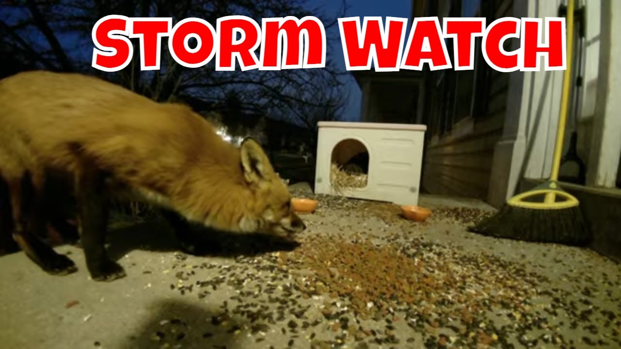 Live Wildlife And Storm Watch Cam For Maryland! 🦊🐦😻🦌🦝