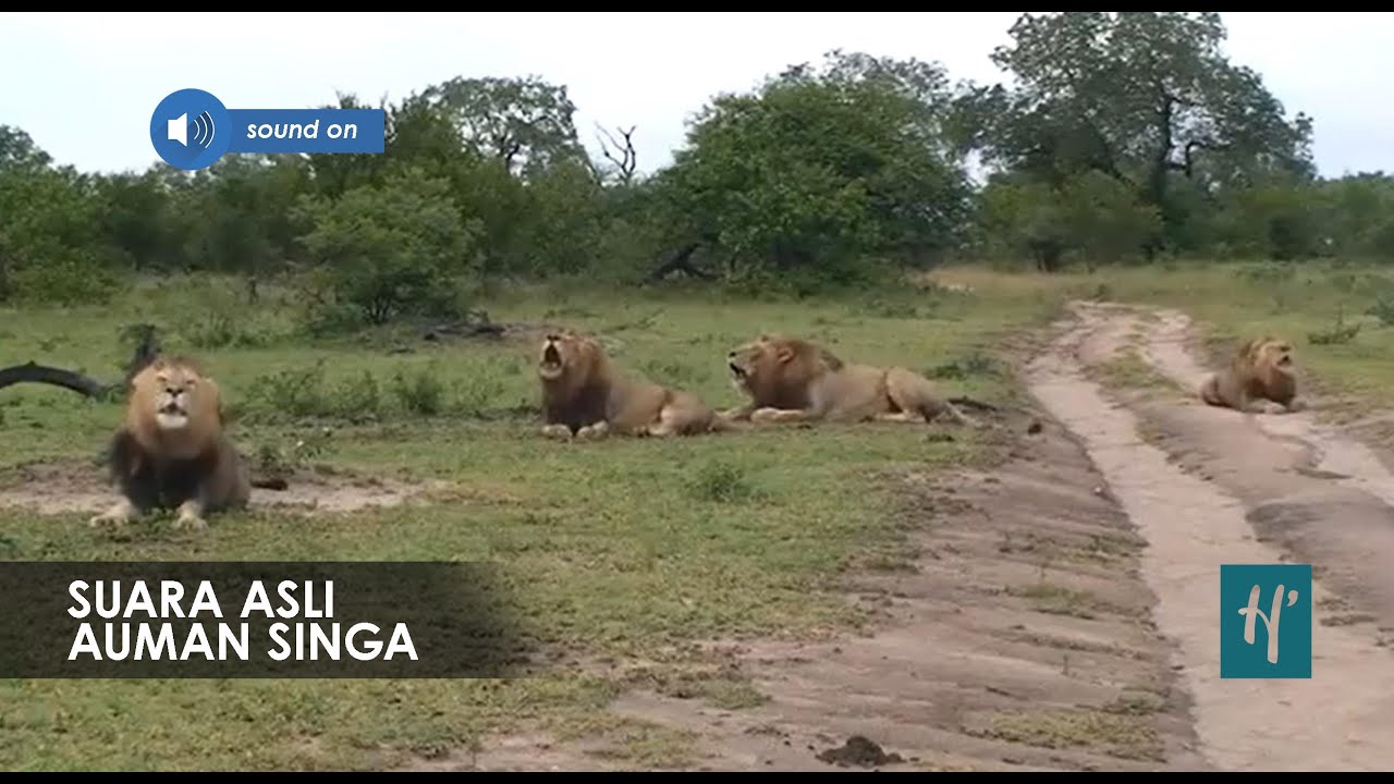 Suara Asli Singa Mengaum di Alam Liar