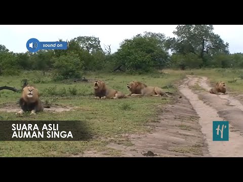 singa mengaum woow😲😲