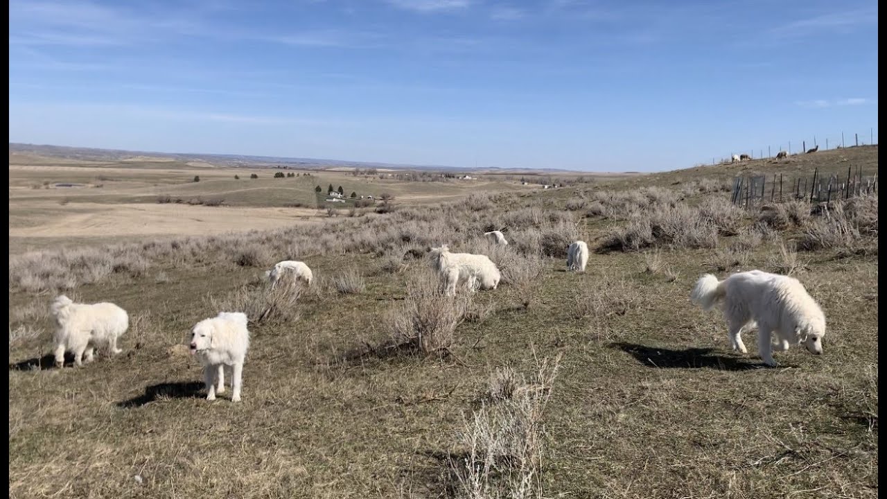 Pack Of 7 Livestock Guardian Dogs Go On Easter Egg Hunt For Hard-Boiled