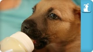 Bottle Feeding A Precious Little Puppy  Puppy Love