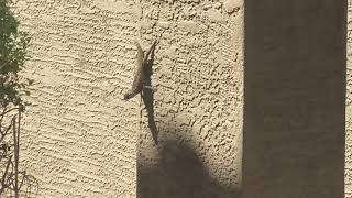 Why do lizards do push-ups? Or gecko or salamander or Gila monster. Whatever he is.