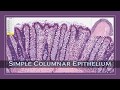 A detailed tutorial on identifying epithelial tissues for anatomy practical exam