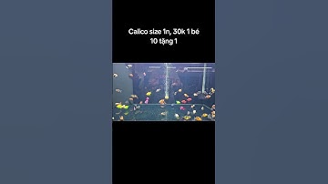 Calico size 1n, 30🌾 1 bé. 10 tặng 1