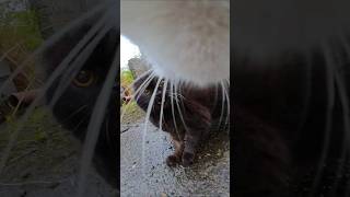 Cat POV: Hiss and Run 😾💨