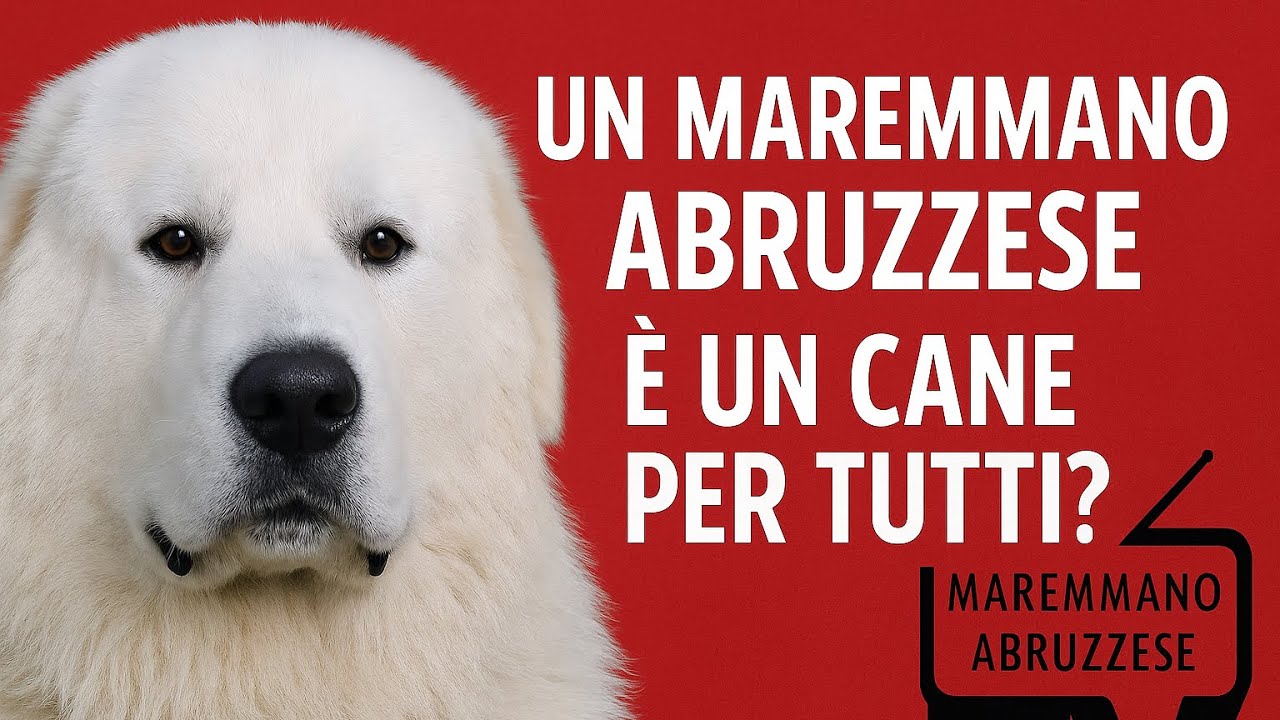 🎥 "Il Pastore Maremmano Abruzzese è un cane per tutti? Nessun cane può ...