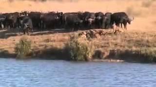 Battle at Kruger