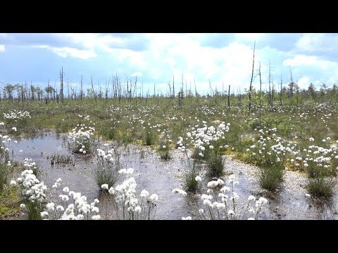 Заказник «Ельня» - волшебное царство Беларуси