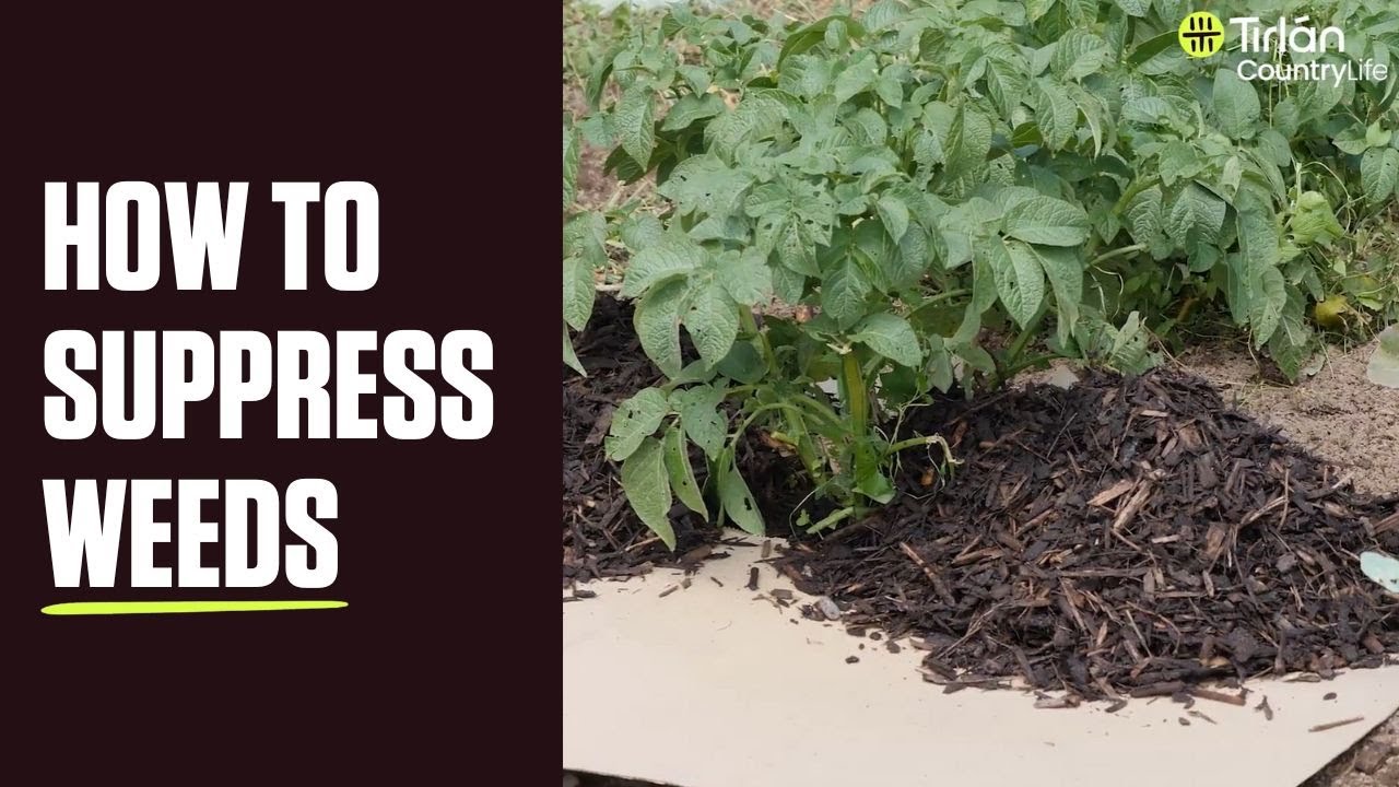 How To Suppress Weeds YouTube