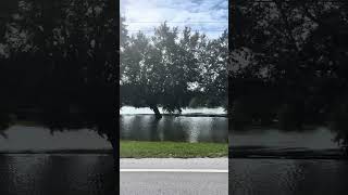 Flooding in Zephyrhills, Fl. Lots of neighborhoods flooded. #milton#zephyrhills#flooding