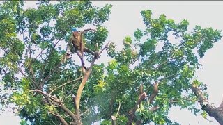 SEKALI PENEBANG POHON‼ TOPING POHON MAHONI BESAR.