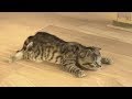 Lindo Gatito Solo en Casa - Graciosos gato cuidado de mascotas | Dibujos Animados Infantiles