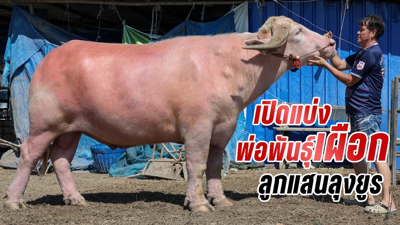 เปิดแบ่งพ่อพันธุ์ควายเผือก ลูกชายเจ้าแสนลุงยูรลาดยาว ของเฮียไพทูลย์ บางปลาม้า 062-796-6282