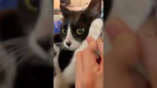 CATS and KITTENS will make you LAUGH by Happy Dog VN 29 views 1 month ago 9 minutes, 17 seconds