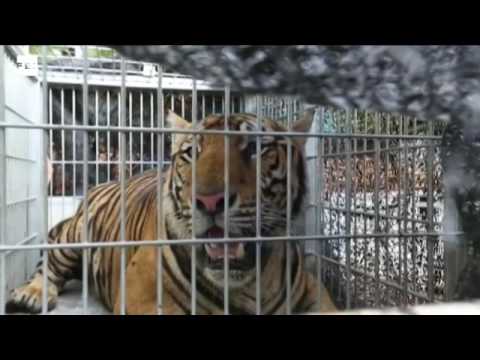 Vídeo: El Templo Del Tigre De Tailandia Se Ve Obligado A Liberar A Sus Gatos Cautivos